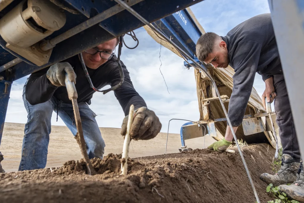 Oleksandre und Dascha stechen Spargel aus den Dämmen.
