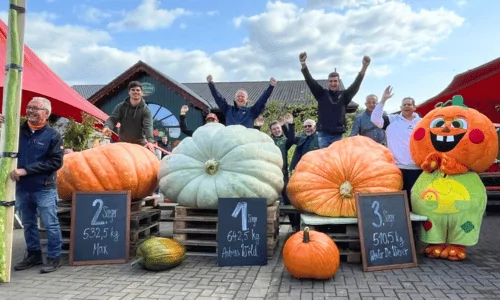 Kürbis, Wiegen, Kürbisschau, Riesenkürbis, Sieger Wiegemeisterschaft Krewelshof Lohmar