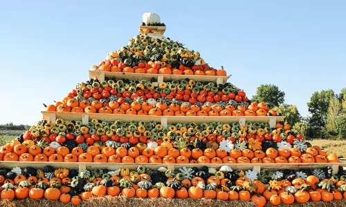 Kürbispyramide Kürbisschau auf dem Krewelshof Eifel
