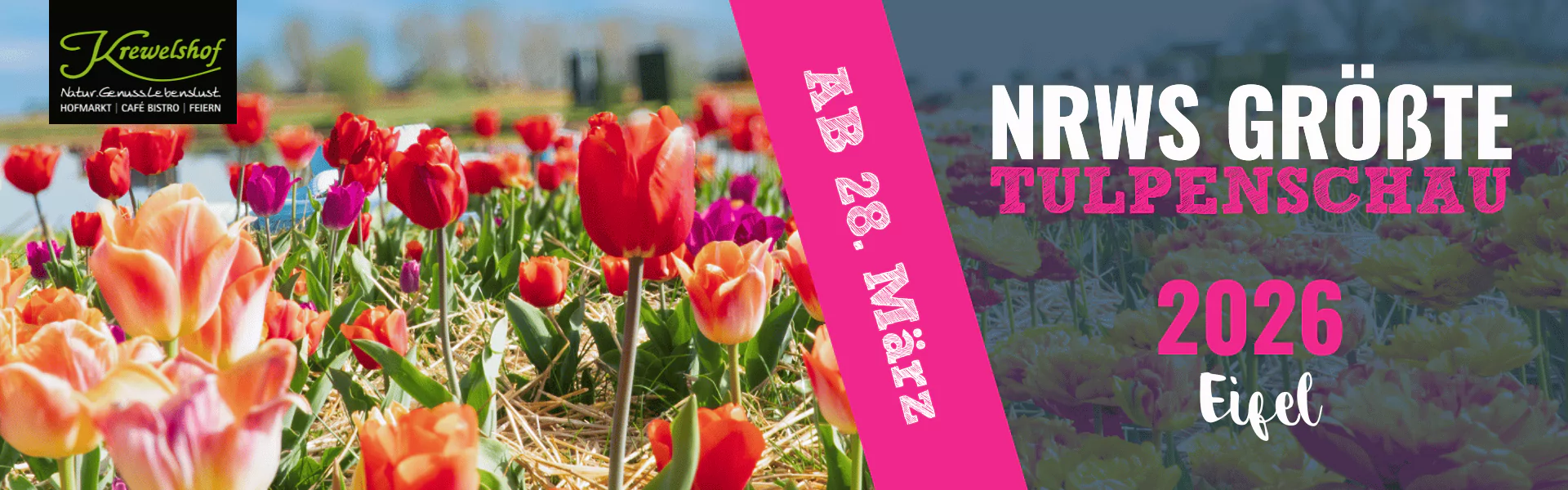 NRWs größte Tulpenschau 2026 Krewelshof Eifel
