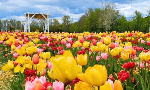 Tulpenschau, Tulpen, Aussicht, Gelb, Rot, Blumen, Krewelshof, Eifel, Felder.png